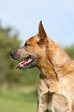 BOUVIER AUSTRALIEN 371